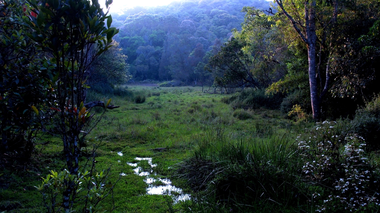 Longwood Shola Forest Kotagiri