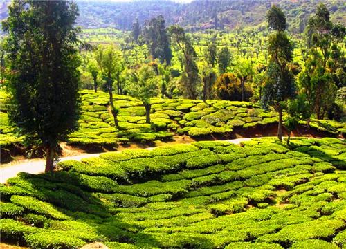 Tea Gardens Ooty